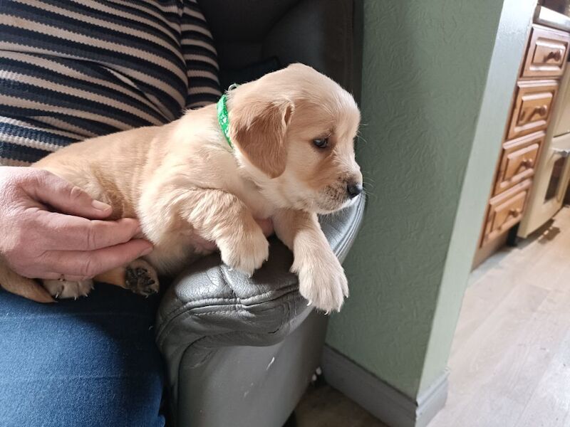 Golden Retriever puppies for sale in Stranraer, Wigtown – KC registered, 6 weeks old - Image 2 of 14
