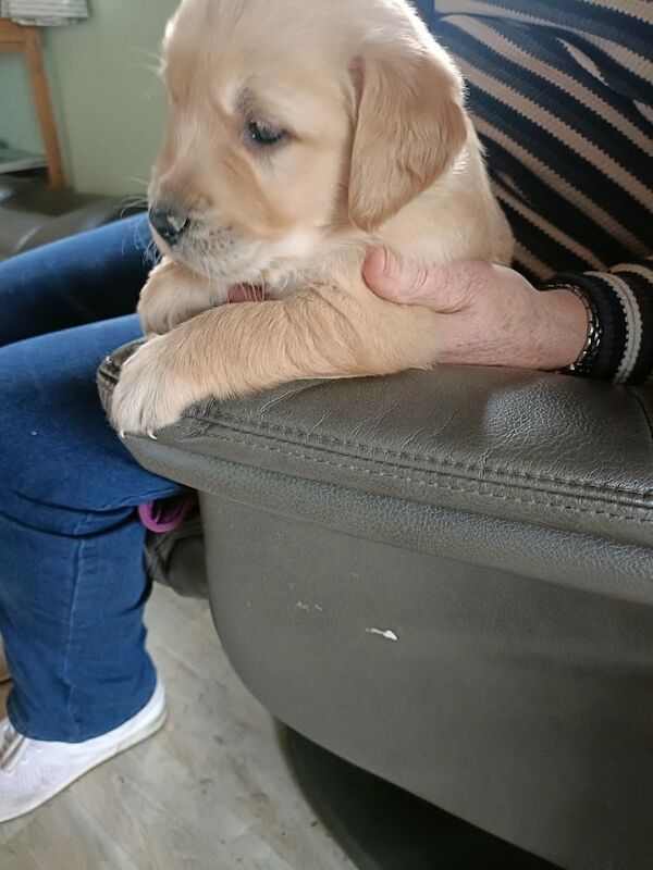 Golden Retriever puppies for sale in Stranraer, Wigtown – KC registered, 6 weeks old - Image 3 of 14