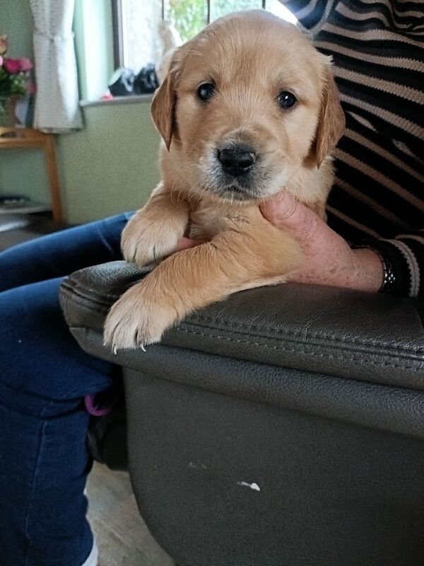 Golden Retriever puppies for sale in Stranraer, Wigtown – KC registered, 6 weeks old - Image 4 of 14