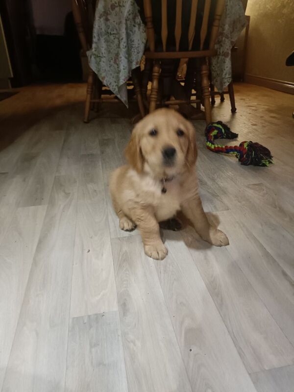 Golden Retriever puppies for sale in Stranraer, Wigtown – KC registered, 6 weeks old - Image 5 of 14