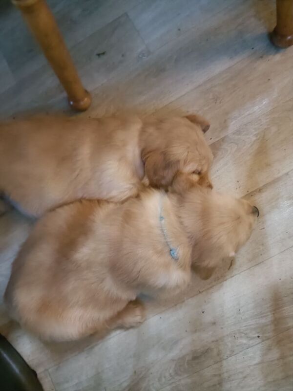 Golden Retriever puppies for sale in Stranraer, Wigtown – KC registered, 6 weeks old - Image 7 of 14