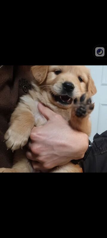 Golden Retriever puppies for sale in Stranraer, Wigtown – KC registered, 6 weeks old - Image 8 of 14