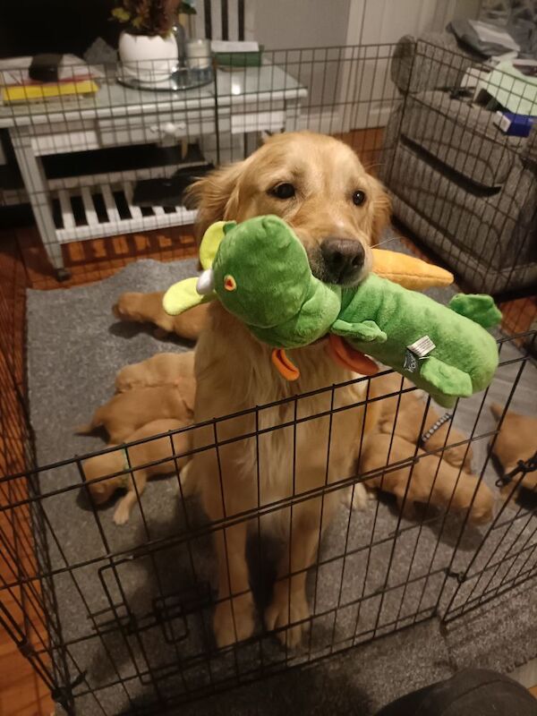 Golden Retriever puppies for sale in Stranraer, Wigtown – KC registered, 6 weeks old - Image 11 of 14