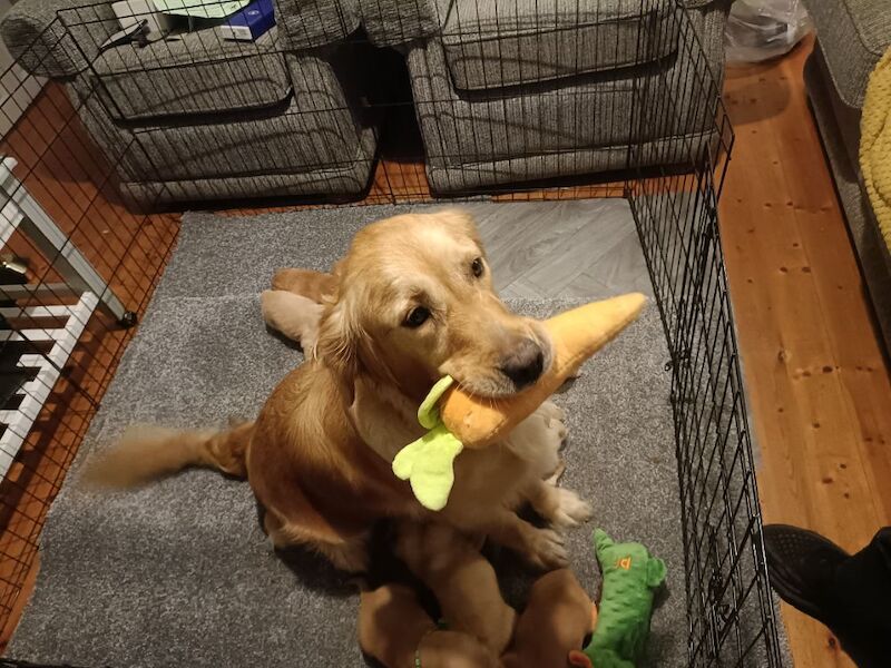 Golden Retriever puppies for sale in Stranraer, Wigtown – KC registered, 6 weeks old - Image 12 of 14