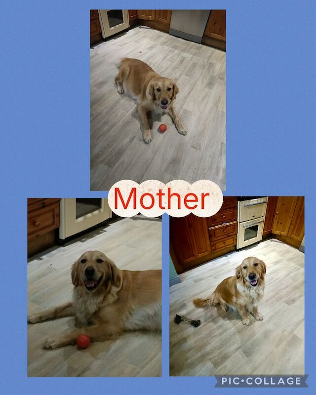 Golden Retriever puppies for sale in Stranraer, Wigtown – KC registered, 6 weeks old - Image 13 of 14