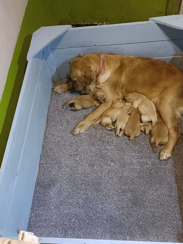 Golden Retriever puppies for sale in Stranraer, Wigtown – KC registered, 6 weeks old - Image 14 of 14