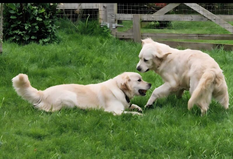 Golden Retriever puppies for sale in Derby, Derbyshire – KC registered, a few seconds old - Image 2 of 3