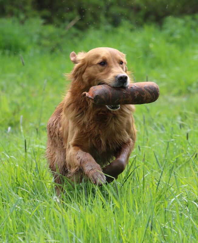 Golden Retriever puppies for sale in Doncaster, South Yorkshire – KC registered, a few seconds old - Image 2 of 3