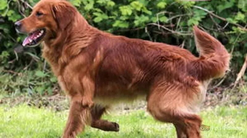 Golden Retriever puppies for sale in Doncaster, South Yorkshire – KC registered, a few seconds old - Image 3 of 3