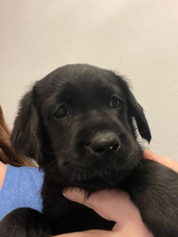 Health Tested Golden Retriever Puppies For Sale