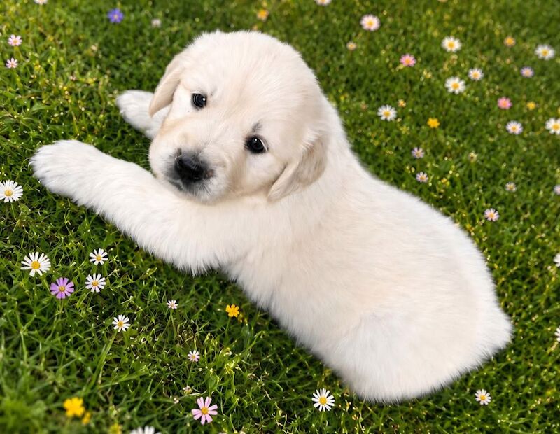 Extensively health tested international pedigree - Image 7 of 14