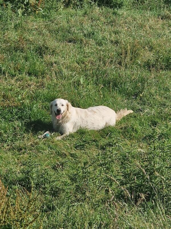 Extensively health tested international pedigree - Image 8 of 14