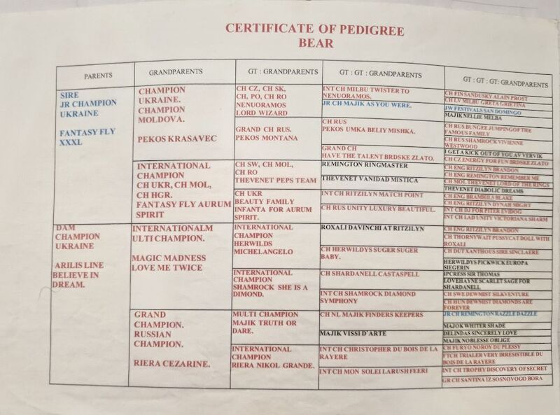 Extensively health tested international pedigree - Image 10 of 14