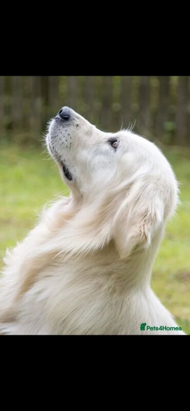 Extensively health tested international pedigree - Image 11 of 14