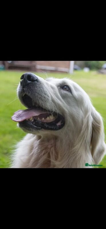 Extensively health tested international pedigree - Image 12 of 14