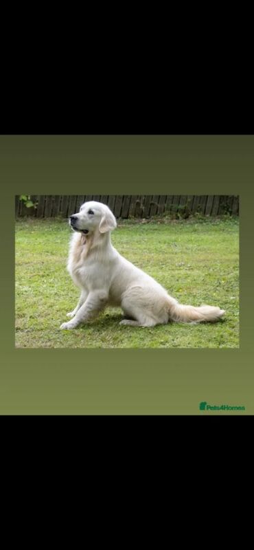 Extensively health tested international pedigree - Image 13 of 14