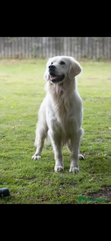 Extensively health tested international pedigree - Image 14 of 14