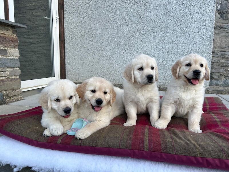 Extensively health tested KC reg puppies