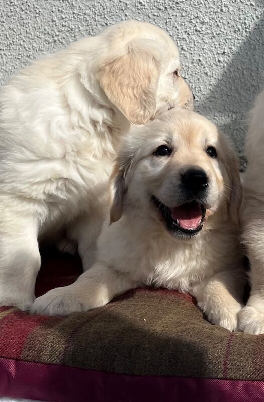 Extensively health tested KC reg puppies - Image 2 of 9