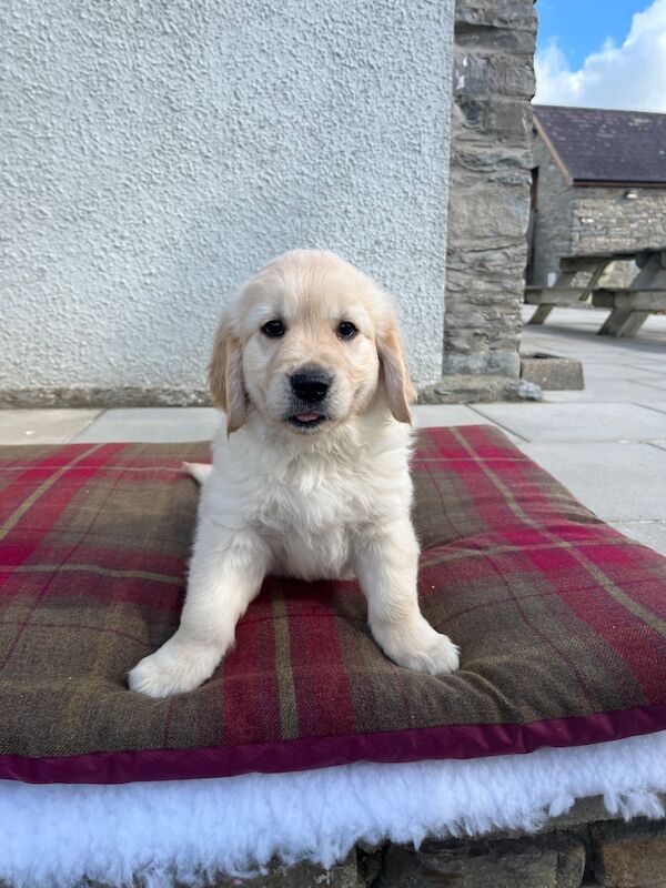 Extensively health tested KC reg puppies - Image 3 of 9