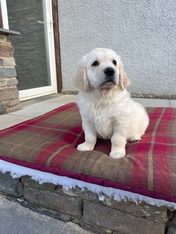 Extensively health tested KC reg puppies - Image 4 of 9