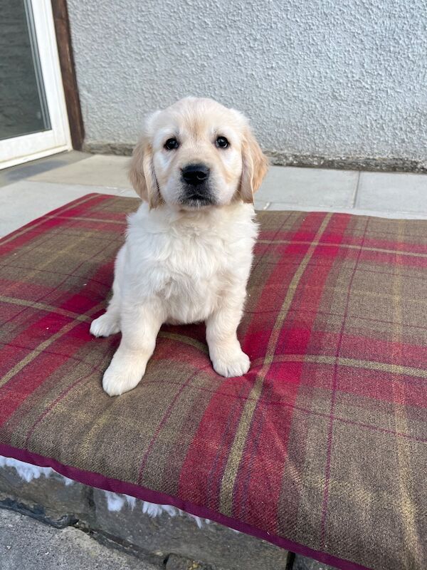 Extensively health tested KC reg puppies - Image 5 of 9