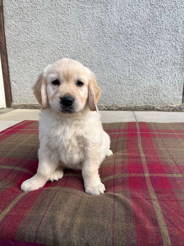 Extensively health tested KC reg puppies - Image 6 of 9