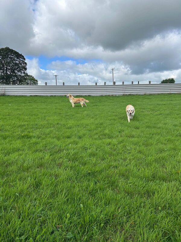 Extensively health tested KC reg puppies - Image 8 of 9