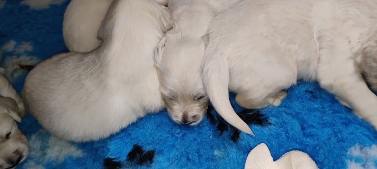 Extensively Health Tested , KC reg white golden retriever puppies for sale in Forfar, Angus