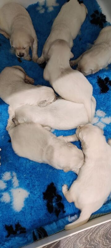 Extensively Health Tested , KC reg white golden retriever puppies for sale in Forfar, Angus - Image 2