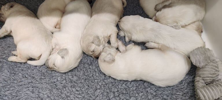 Extensively Health Tested , KC reg white golden retriever puppies for sale in Forfar, Angus - Image 3
