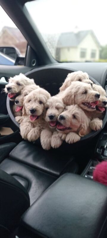 Golden Retriever Puppies For Sale