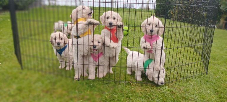 F1 Golden-doodles - Image 2 of 2