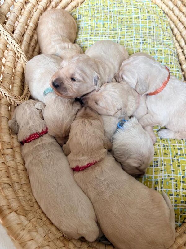 Golden Retriever Puppies For Sale