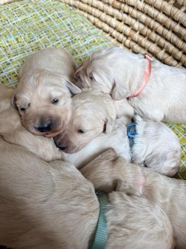 F1 goldendoodle puppies - Image 2 of 6