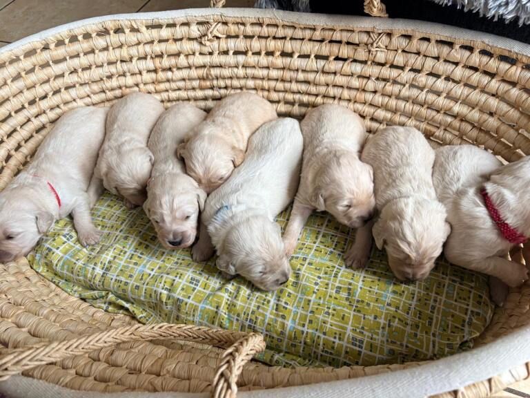 F1 goldendoodle puppies - Image 3 of 6