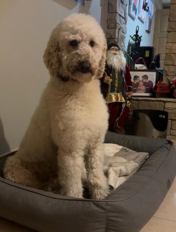 F1 goldendoodle puppies - Image 5 of 6