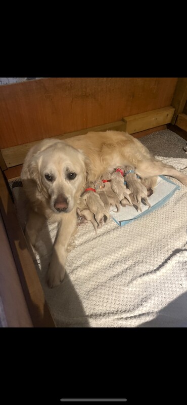 F1 goldendoodle puppies - Image 6 of 6