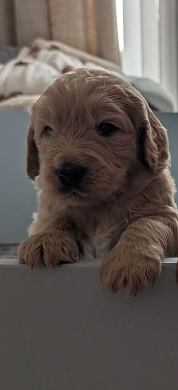 F1 Goldendoodle pups
