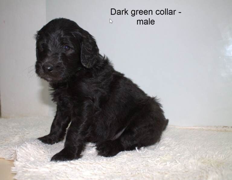 Golden Retriever Puppies For Sale