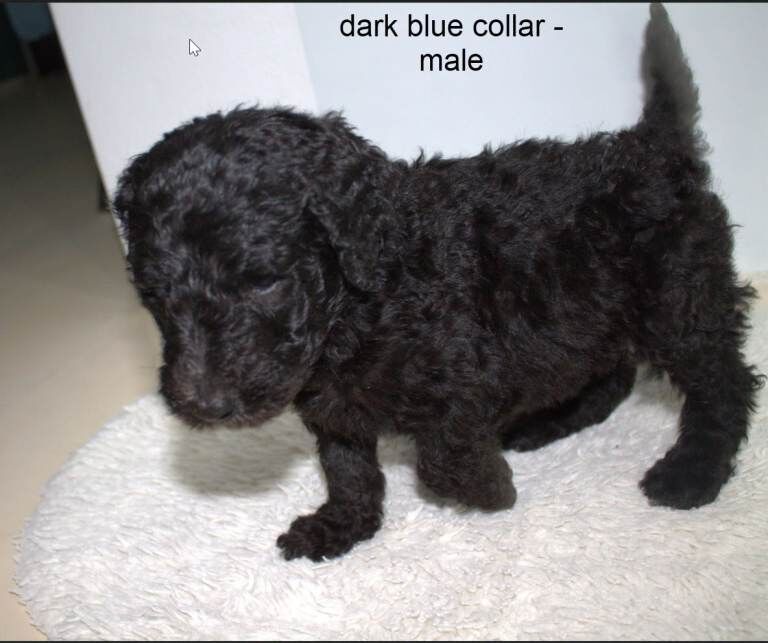 F1B Goldendoodle puppies (10) - Image 2 of 4