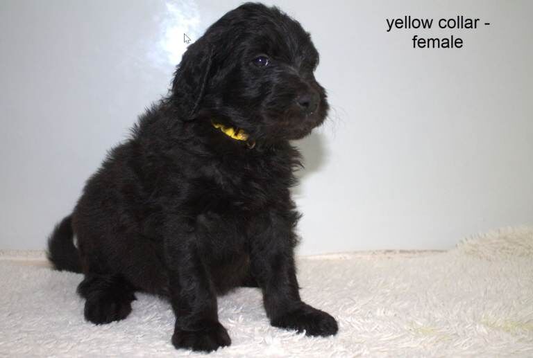 F1B Goldendoodle puppies (10) - Image 4 of 4