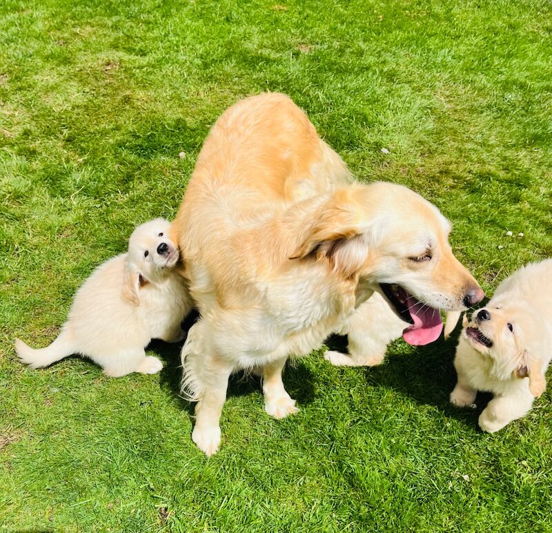 Golden Retriever puppies for sale in SA40 9QJ – KC registered, 8 weeks old - Image 3 of 10