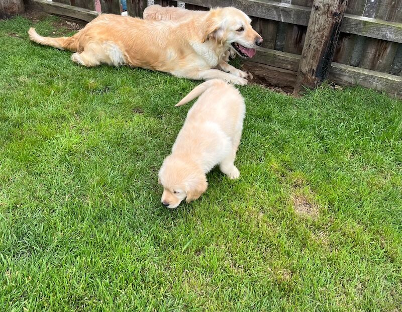 Golden Retriever puppies for sale in SA40 9QJ – KC registered, 8 weeks old - Image 4 of 10
