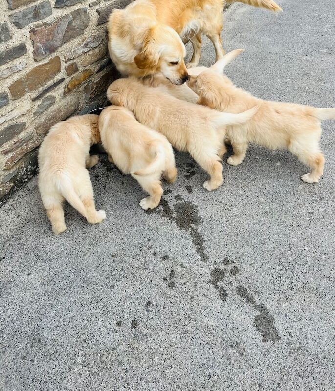 Golden Retriever puppies for sale in SA40 9QJ – KC registered, 8 weeks old - Image 5 of 10