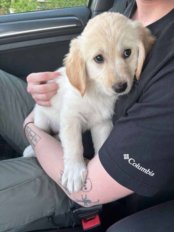 Female Golden Retriever for sale in Dromore , County Down