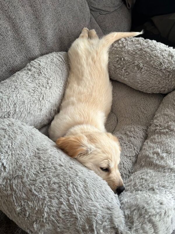 Female Golden Retriever for sale in Dromore , County Down - Image 2