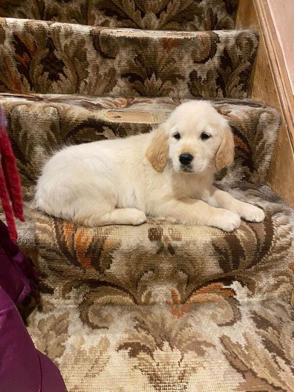Golden Retriever puppies for sale in Wilnecote, Staffordshire – 11 weeks old - Image 2 of 4