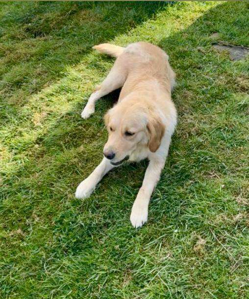 Golden Retriever puppies for sale in Wilnecote, Staffordshire – 11 weeks old - Image 4 of 4