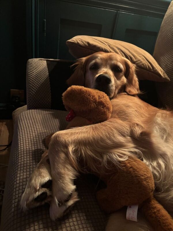 Female Golden Retriever Re-homing